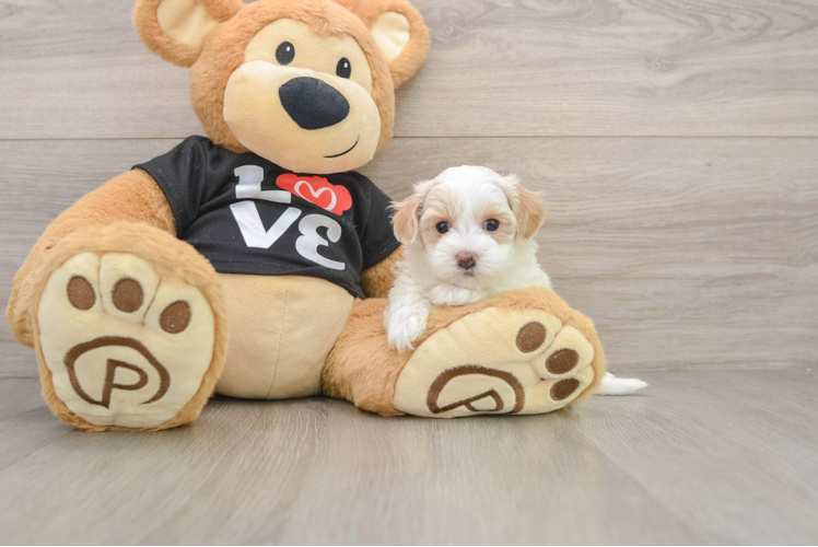 Hypoallergenic Maltepoo Poodle Mix Puppy