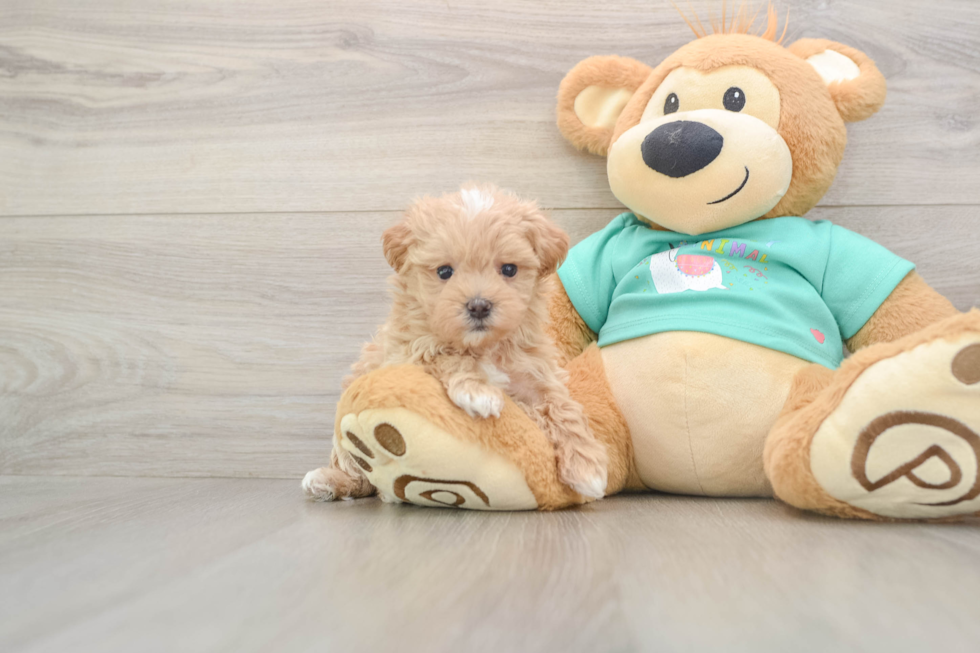 Happy Maltipoo Baby