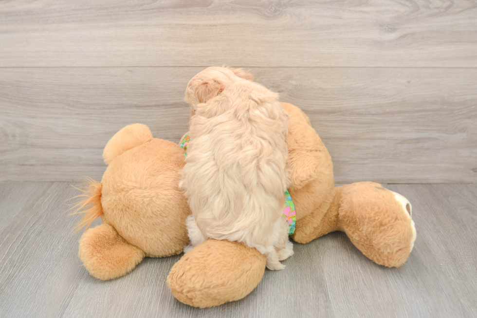 Maltipoo Pup Being Cute