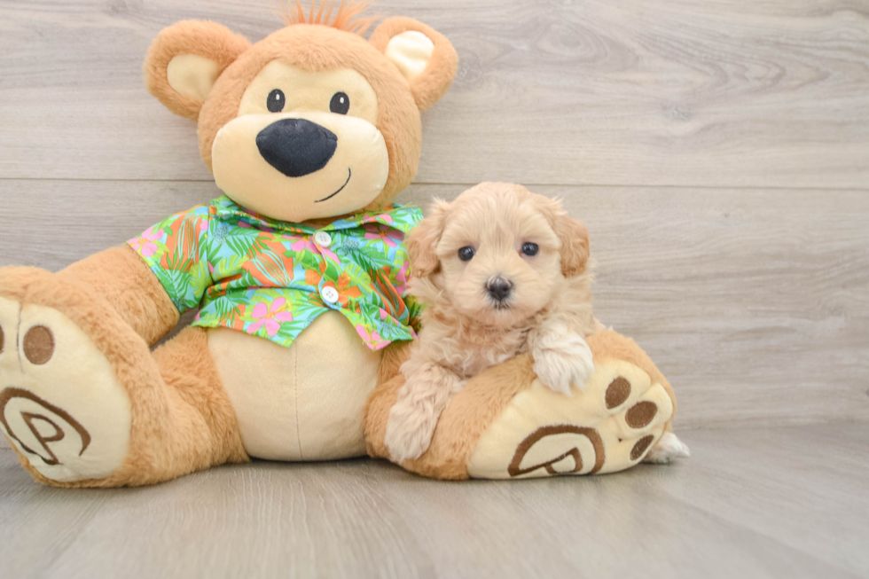 Maltipoo Pup Being Cute