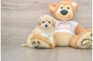 Maltipoo Puppy for Adoption