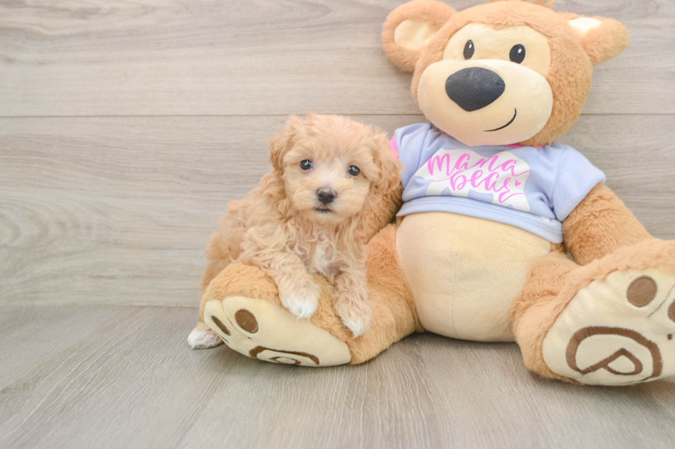 Best Maltipoo Baby