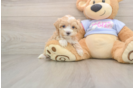 Best Maltipoo Baby
