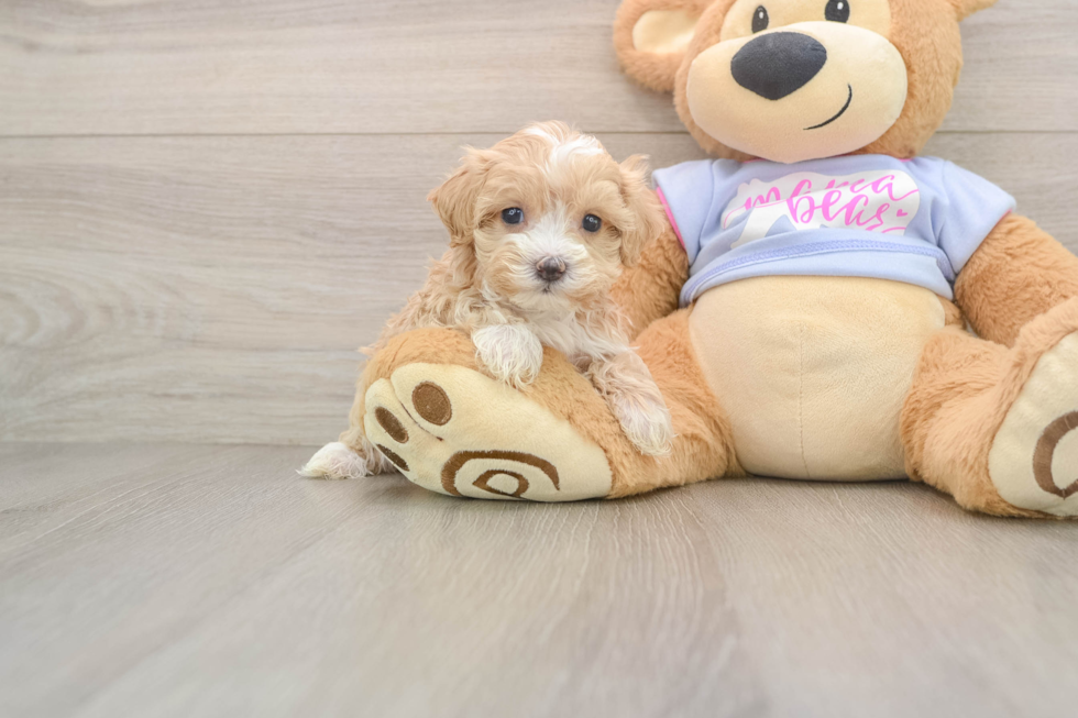 Best Maltipoo Baby