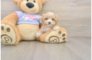 Maltipoo Puppy for Adoption
