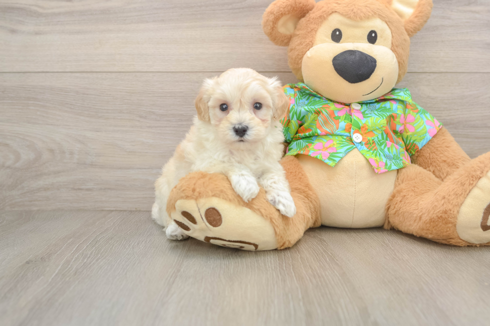 Happy Maltipoo Baby