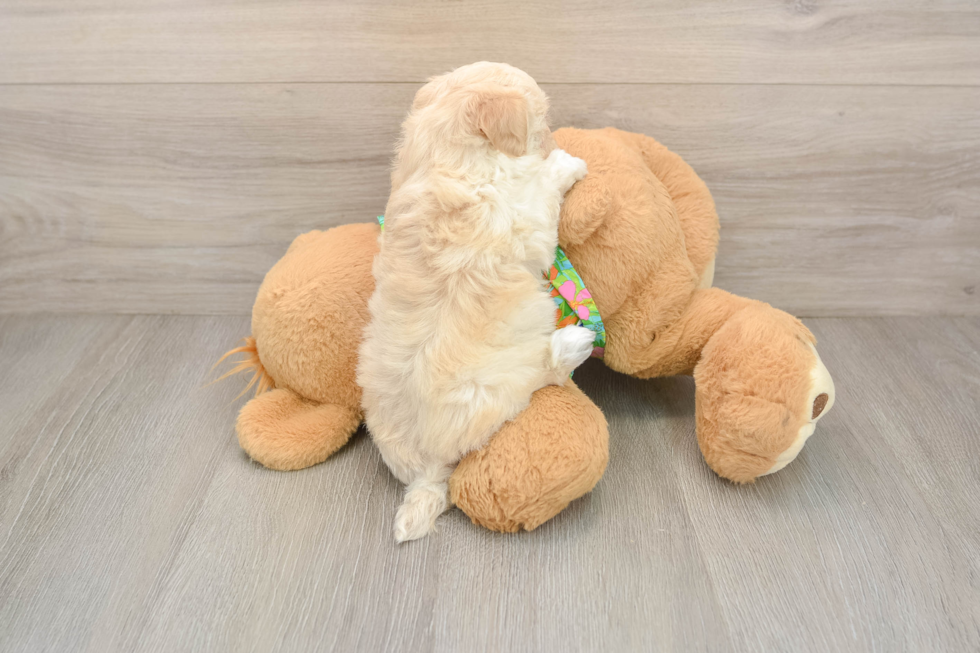 Maltipoo Puppy for Adoption