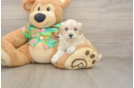Little Maltepoo Poodle Mix Puppy
