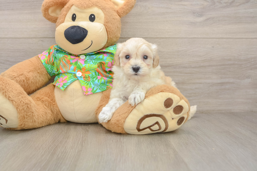 Little Maltepoo Poodle Mix Puppy