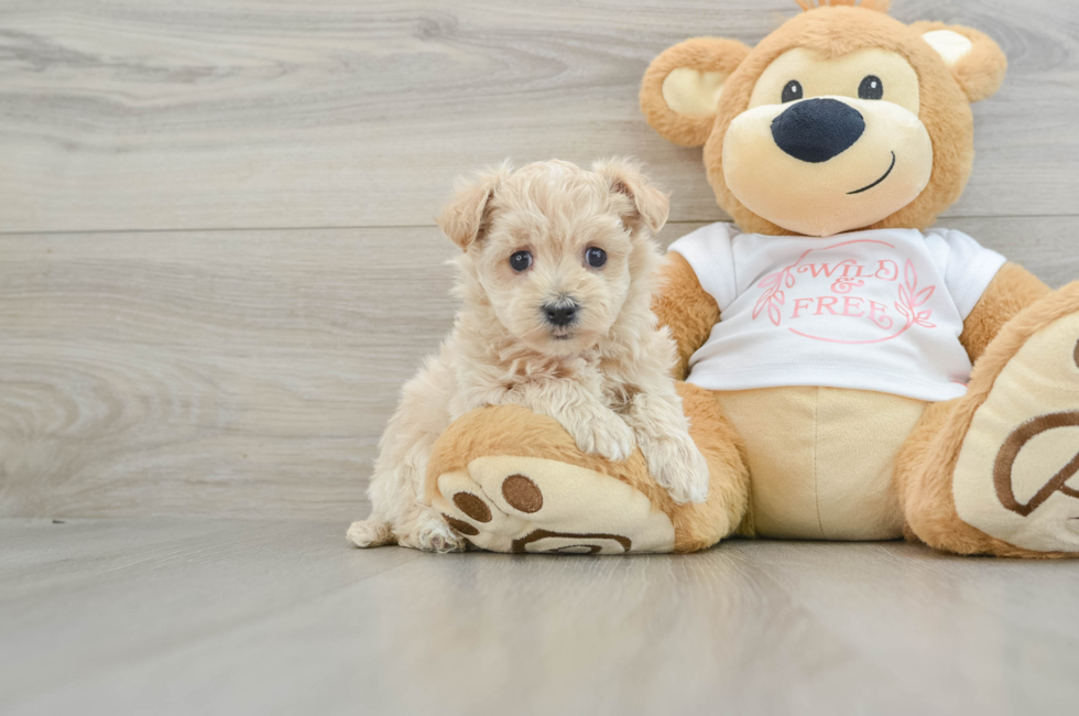 5 week old Maltipoo Puppy For Sale - Puppy Love PR