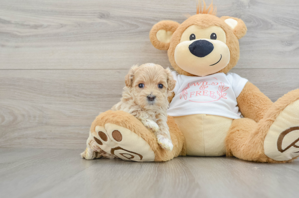 6 week old Maltipoo Puppy For Sale - Puppy Love PR