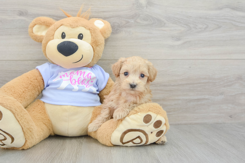 Funny Maltipoo Poodle Mix Pup