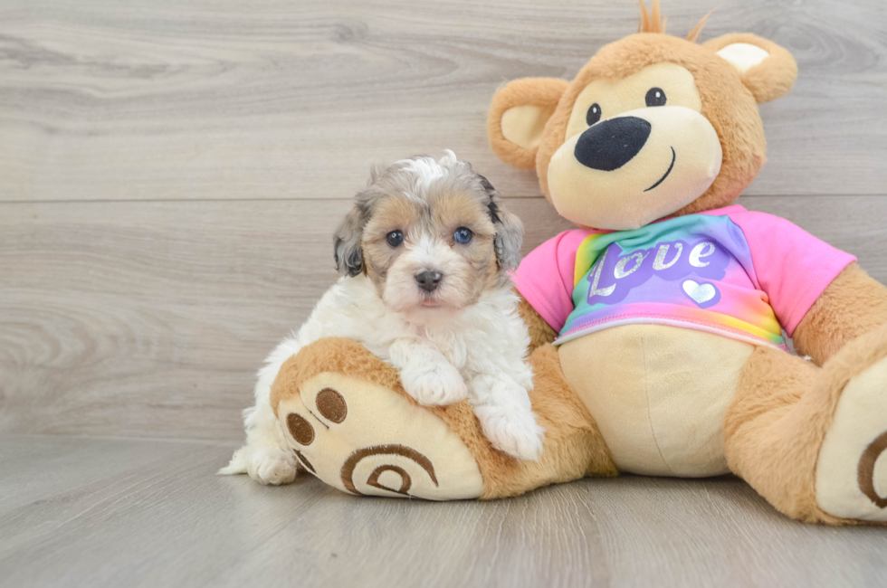 6 week old Maltipoo Puppy For Sale - Puppy Love PR