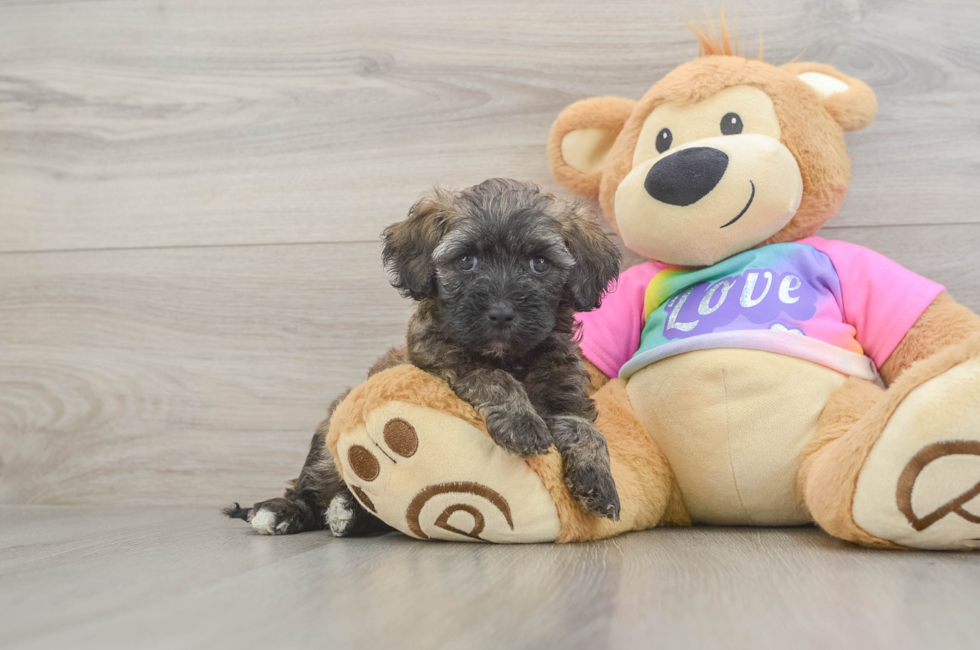 7 week old Maltipoo Puppy For Sale - Puppy Love PR