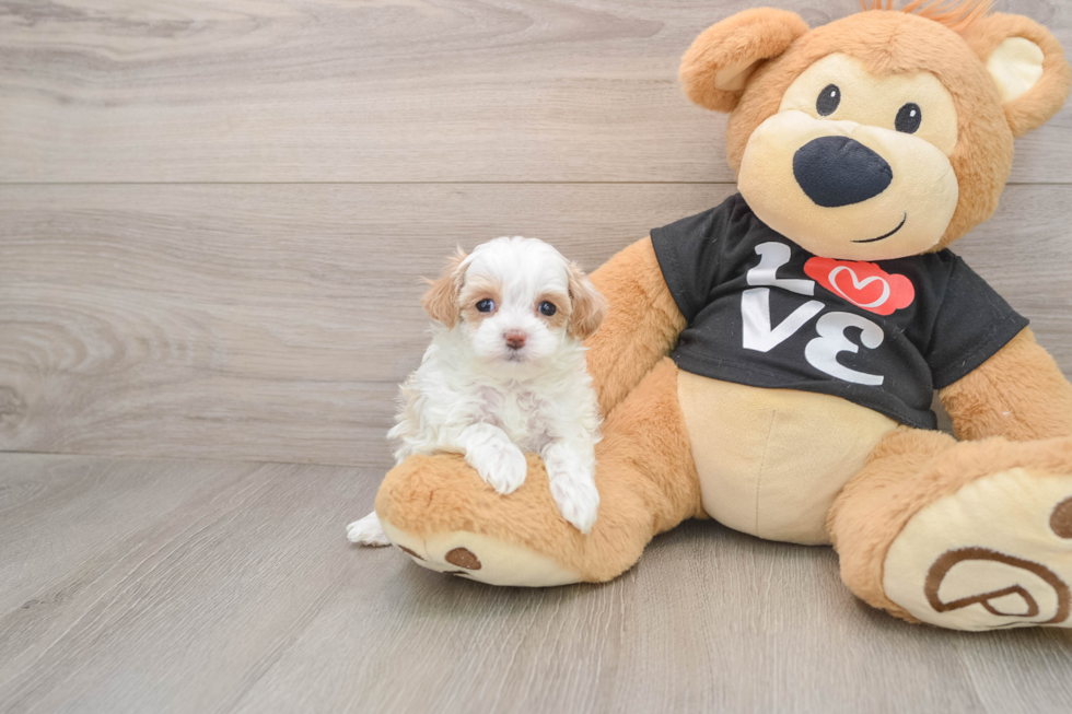 Energetic Multipoo Poodle Mix Puppy