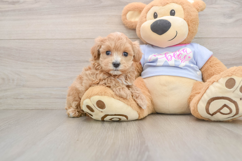 Best Maltipoo Baby