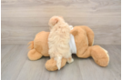 Best Maltipoo Baby