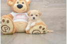 Maltipoo Pup Being Cute