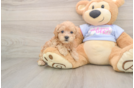 Sweet Maltipoo Baby