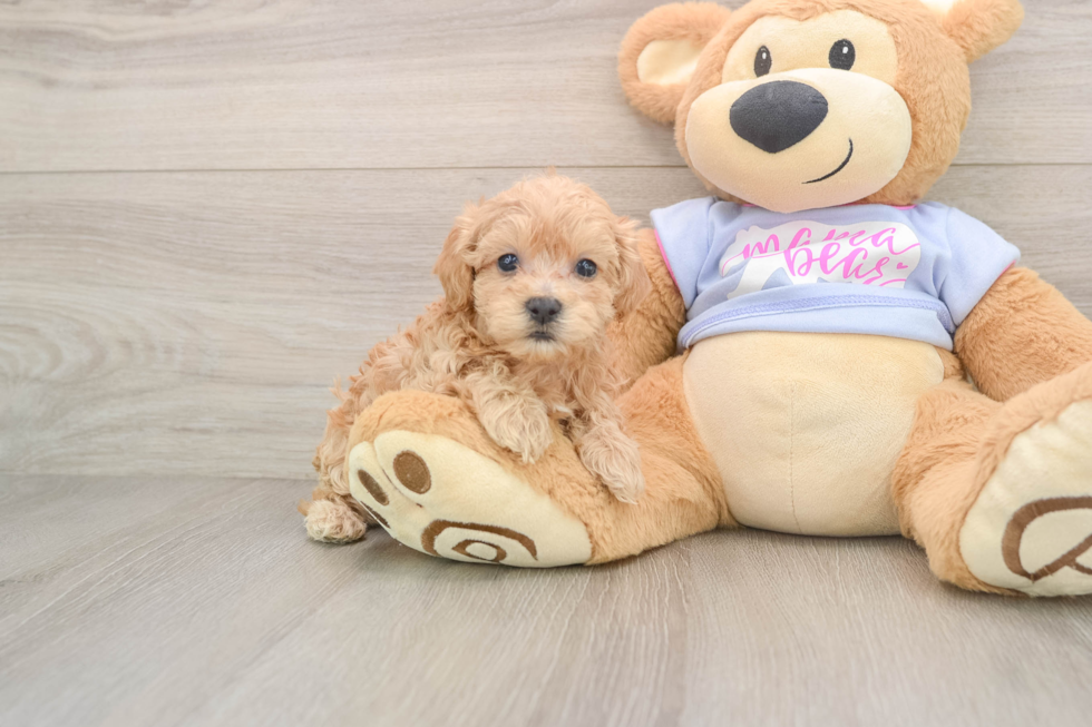 Sweet Maltipoo Baby