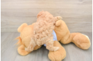 Maltipoo Puppy for Adoption