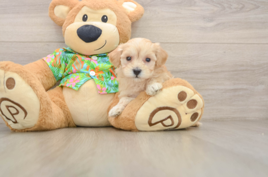 Maltipoo Puppy for Adoption