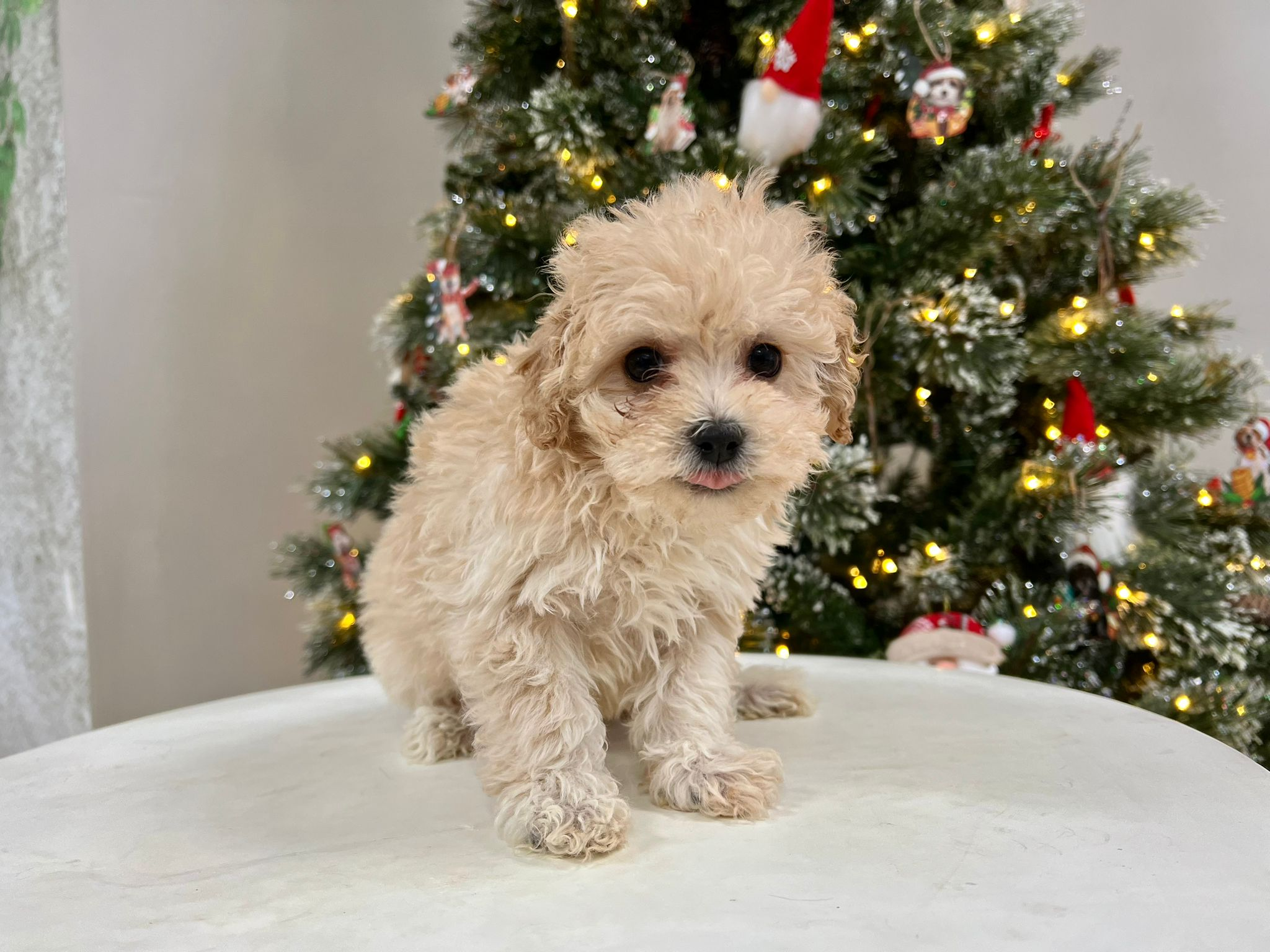 Cute Maltipoo Poodle Mix Pup