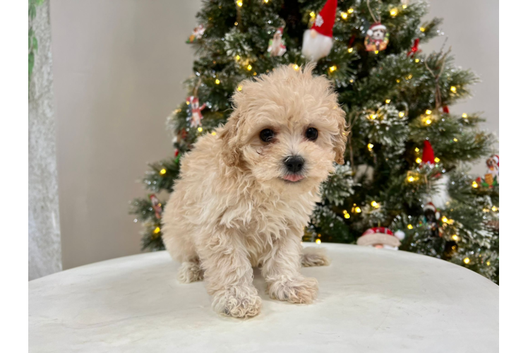 Cute Maltipoo Poodle Mix Pup