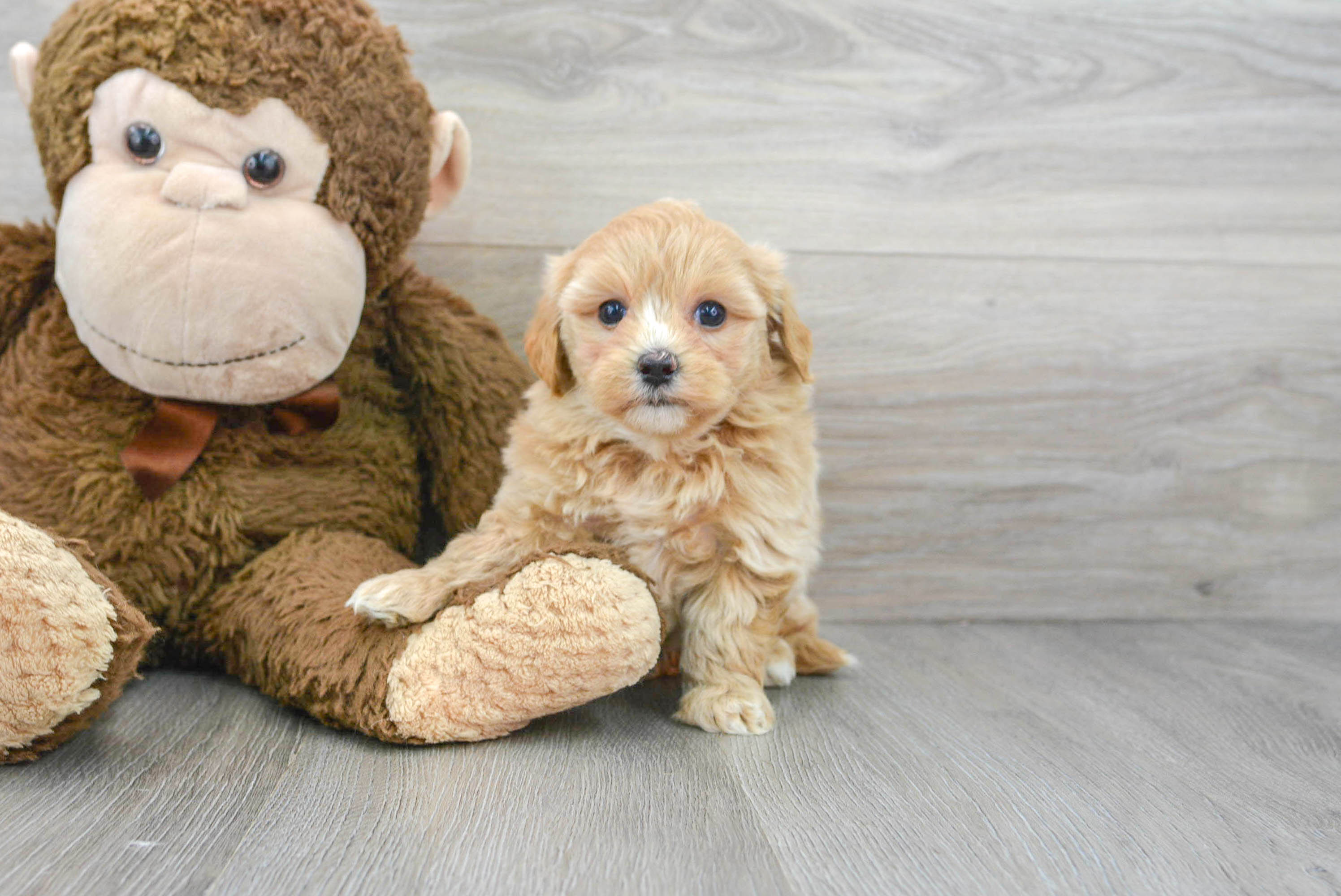Small Maltipoo Baby