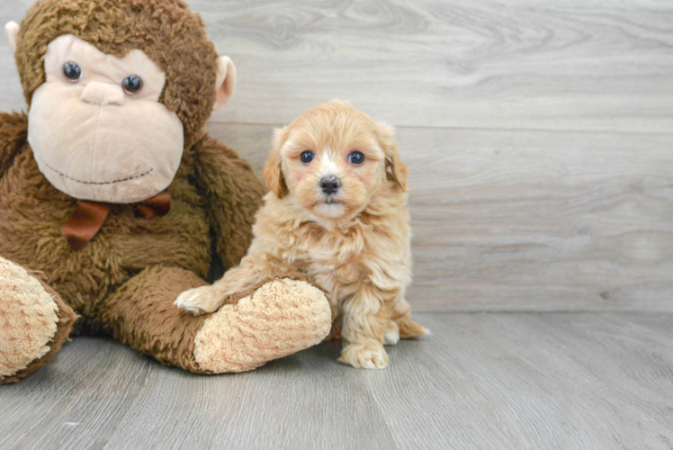 Small Maltipoo Baby