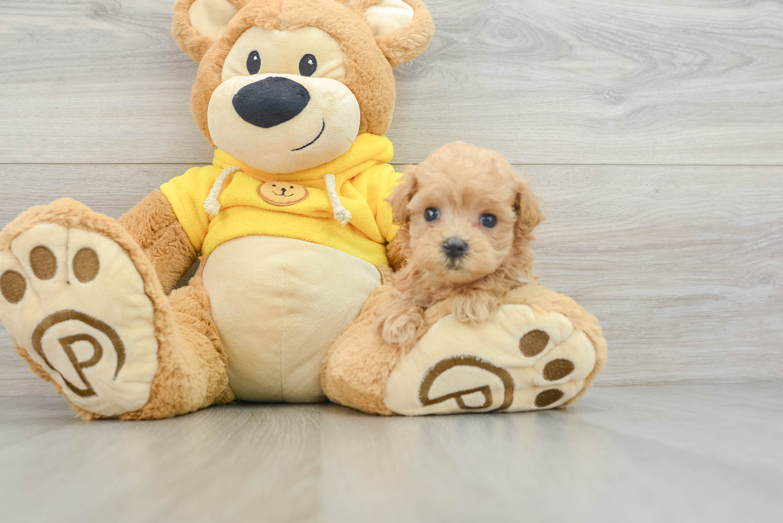 Funny Maltipoo Poodle Mix Pup