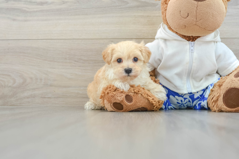 6 week old Maltipoo Puppy For Sale - Puppy Love PR