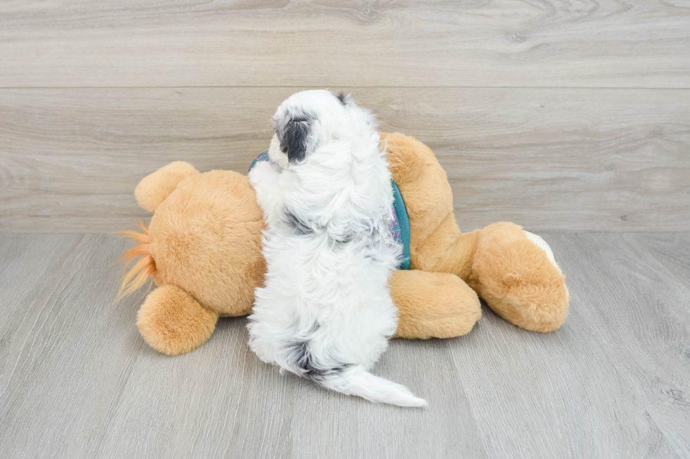 Maltipoo Puppy for Adoption