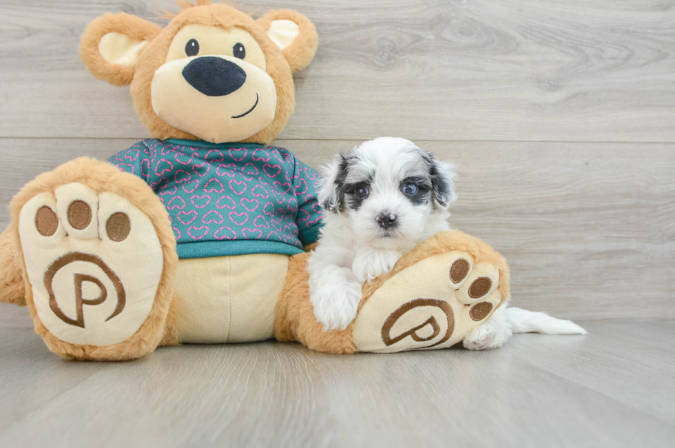 8 week old Maltipoo Puppy For Sale - Puppy Love PR