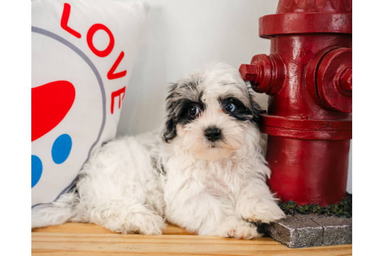 Maltipoo Puppy for Adoption