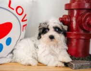 12 week old Maltipoo Puppy For Sale - Puppy Love PR