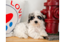 Maltipoo Puppy for Adoption