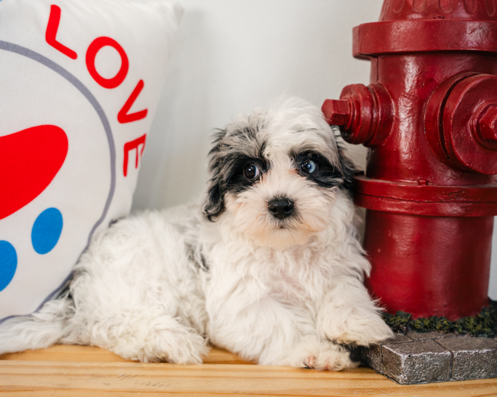 Maltipoo Puppy for Adoption