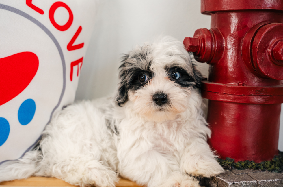 11 week old Maltipoo Puppy For Sale - Puppy Love PR