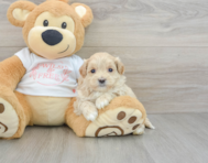 8 week old Maltipoo Puppy For Sale - Puppy Love PR