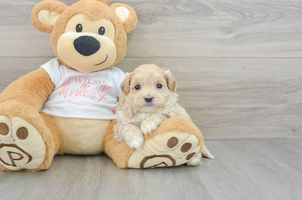 6 week old Maltipoo Puppy For Sale - Puppy Love PR