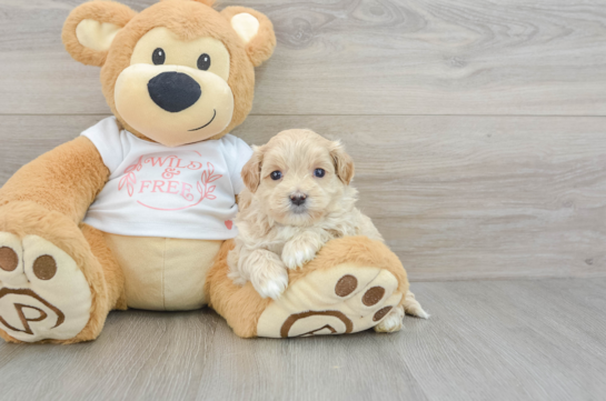 Happy Maltipoo Baby