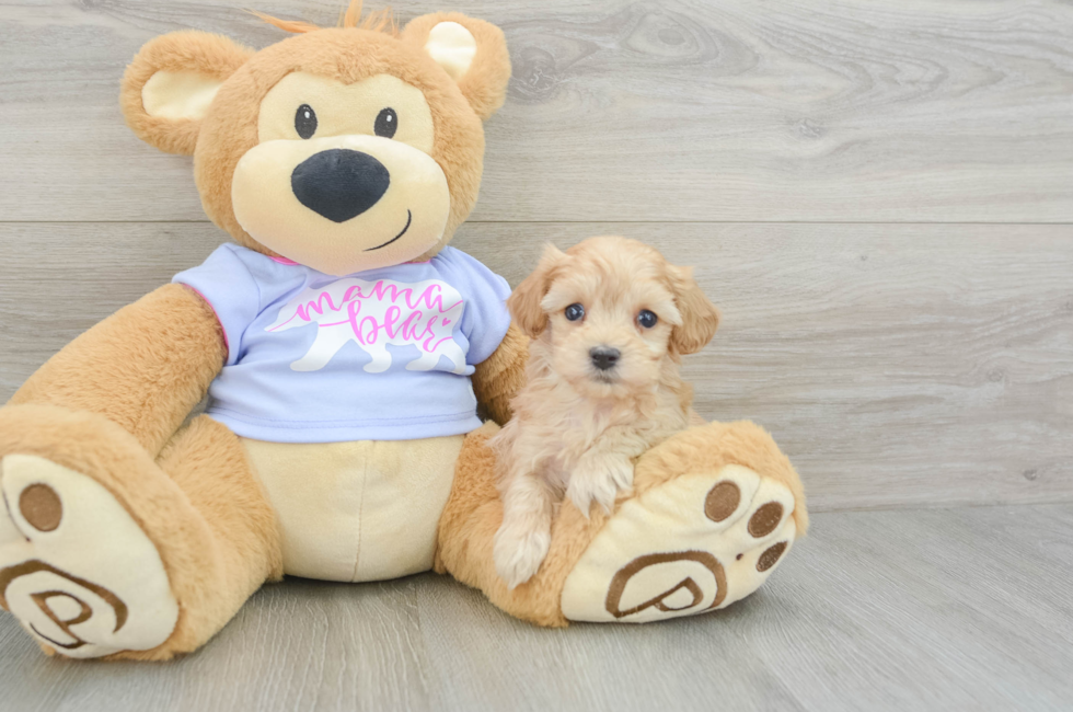 6 week old Maltipoo Puppy For Sale - Puppy Love PR