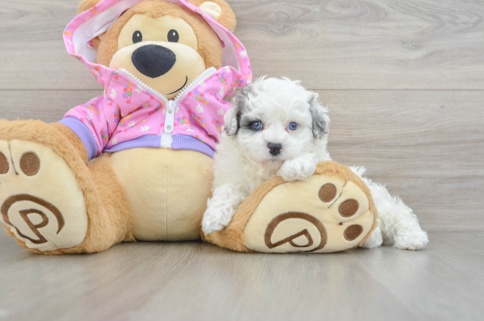6 week old Maltipoo Puppy For Sale - Puppy Love PR