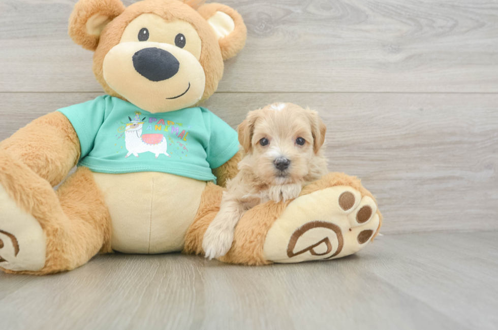 6 week old Maltipoo Puppy For Sale - Puppy Love PR