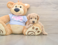 8 week old Maltipoo Puppy For Sale - Puppy Love PR