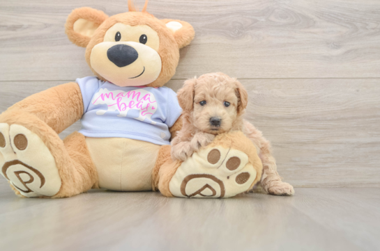 Fluffy Maltipoo Poodle Mix Pup