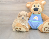9 week old Maltipoo Puppy For Sale - Puppy Love PR
