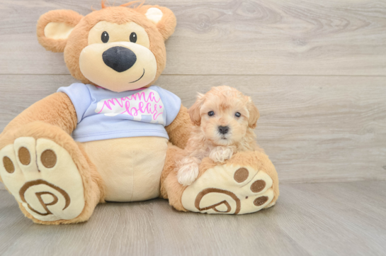 Maltipoo Puppy for Adoption