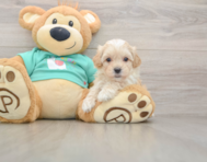 9 week old Maltipoo Puppy For Sale - Puppy Love PR